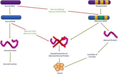 Editorial: The RNA revolution and cancer